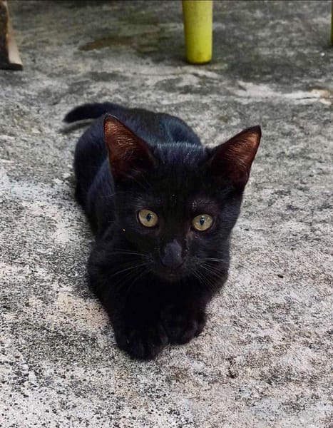 Amour, mâle croisé européen, né le 04/06/2025 🐱