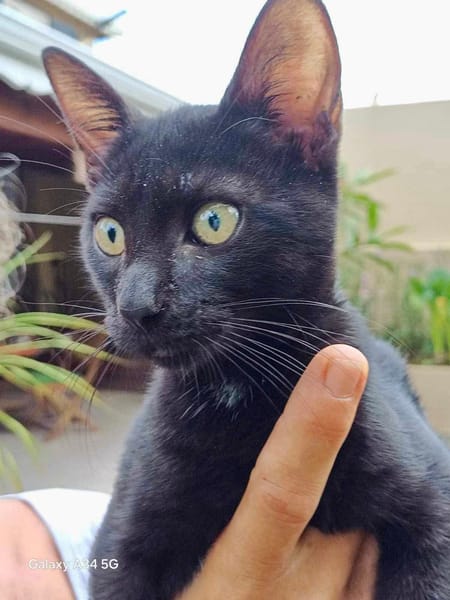 Amour, mâle croisé européen, né le 04/06/2025 🐱