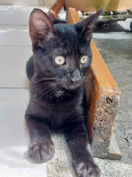 Amour, mâle croisé européen, né le 04/06/2025 🐱