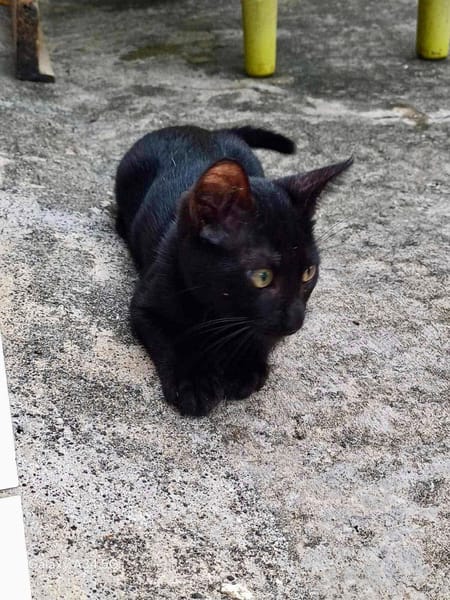 Amour, mâle croisé européen, né le 04/06/2025 🐱