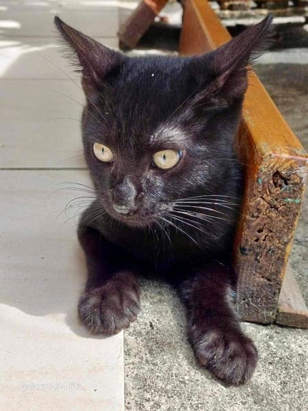 Amour, mâle croisé européen, né le 04/06/2025 🐱