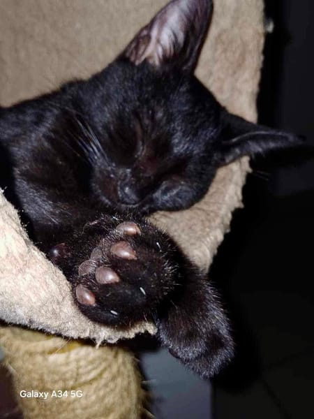 Amour, mâle croisé européen, né le 04/06/2025 🐱