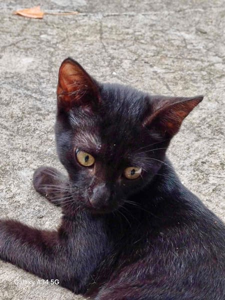 Amour, mâle croisé européen, né le 04/06/2025 🐱