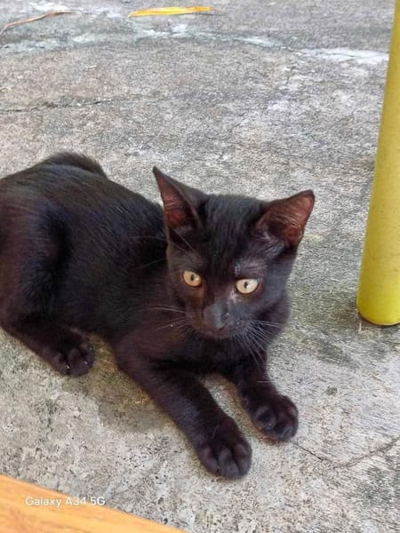 Amour, mâle croisé européen, né le 04/06/2025 🐱