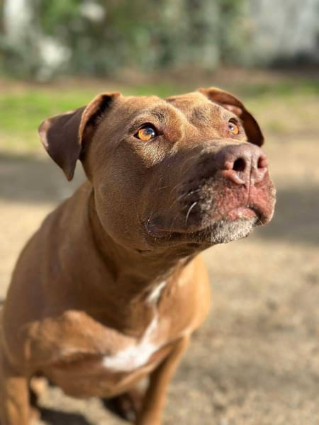 Brooklyn, femelle, Berger X Staffordshire Terrier (Décatégorisée par diagnose), née le 20/04/2022