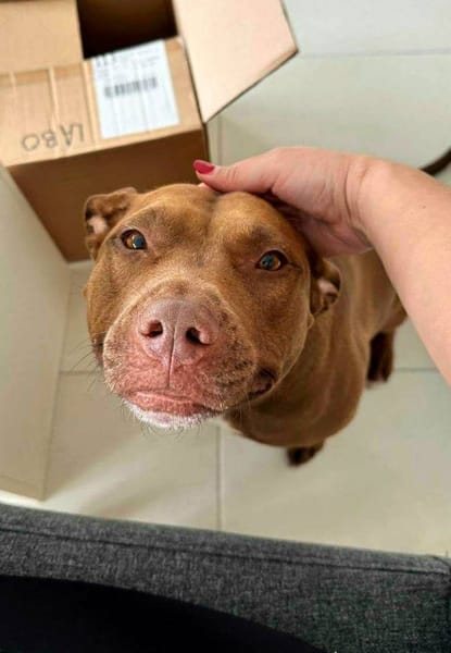 Brooklyn, femelle, Berger X Staffordshire Terrier (Décatégorisée par diagnose), née le 20/04/2022