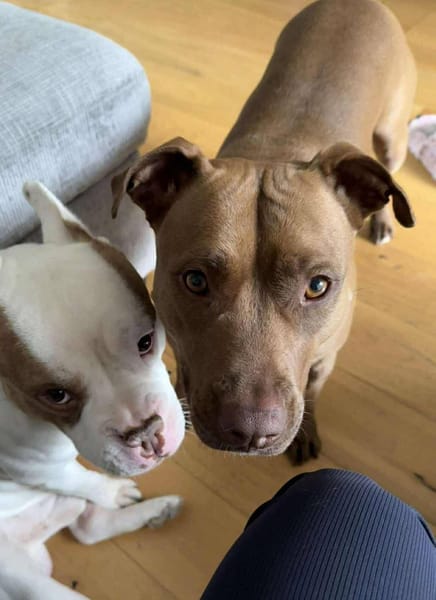 Brooklyn, femelle, Berger X Staffordshire Terrier (Décatégorisée par diagnose), née le 20/04/2022