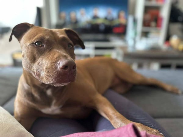 Brooklyn, femelle, Berger X Staffordshire Terrier (Décatégorisée par diagnose), née le 20/04/2022