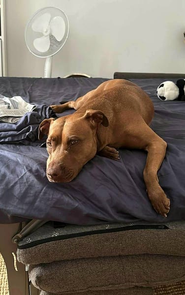 Brooklyn, femelle, Berger X Staffordshire Terrier (Décatégorisée par diagnose), née le 20/04/2022