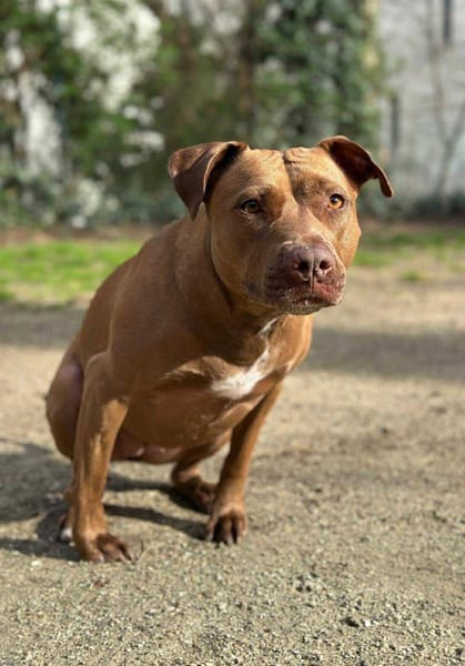 Brooklyn, femelle, Berger X Staffordshire Terrier (Décatégorisée par diagnose), née le 20/04/2022