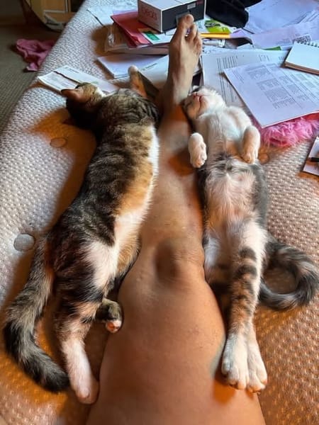 SUNNYetVIBES à l adoption