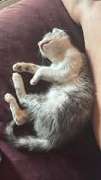 SUNNYetVIBES à l adoption