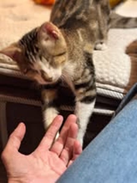 SUNNYetVIBES à l adoption
