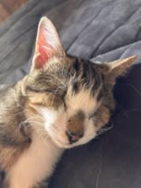 SUNNYetVIBES à l adoption