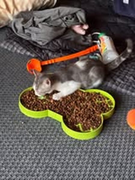SUNNYetVIBES à l adoption