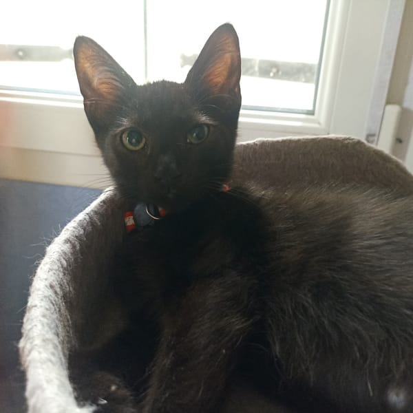 KURO