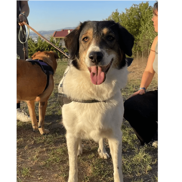piper