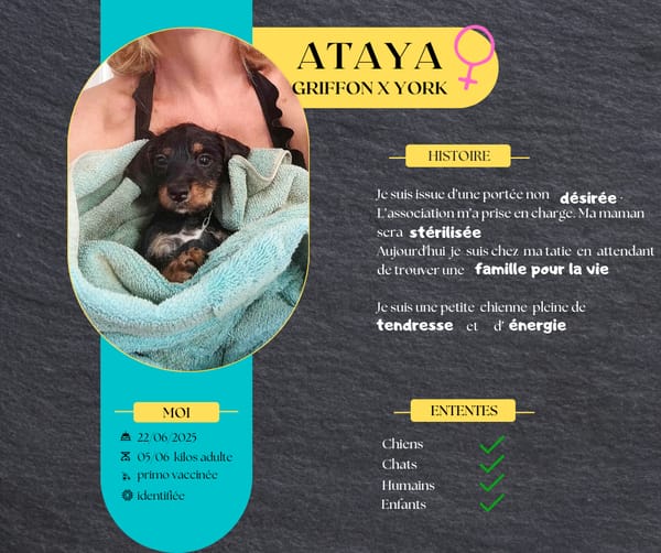 Ataya, la petite merveille