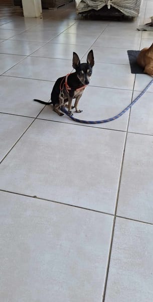 Ziggy, le gentil loulou