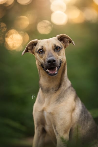 Kaya