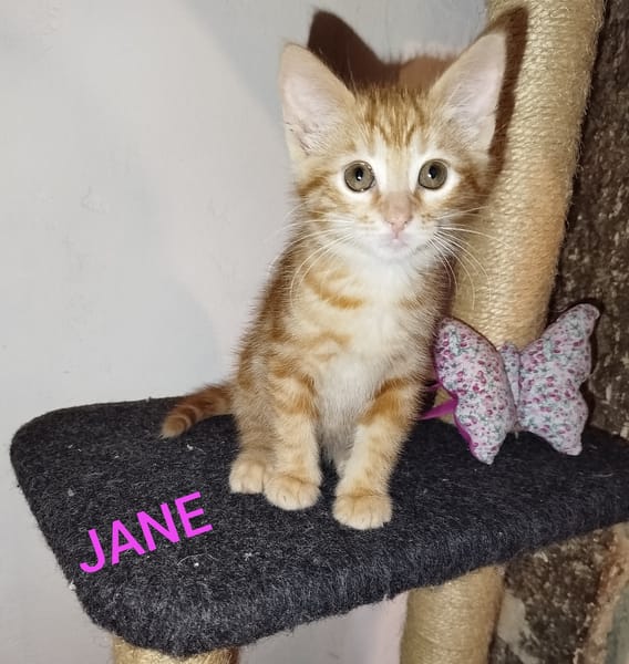 JANE