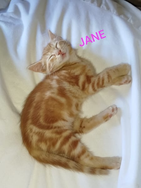 JANE