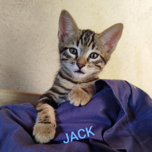 JACK