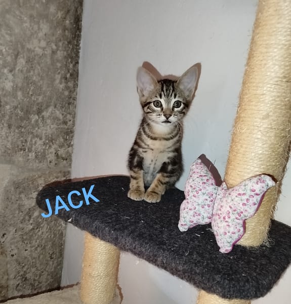 JACK