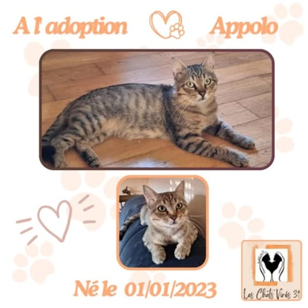 Appolo