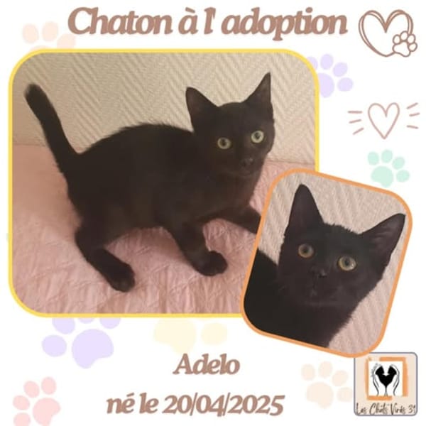 Adelo