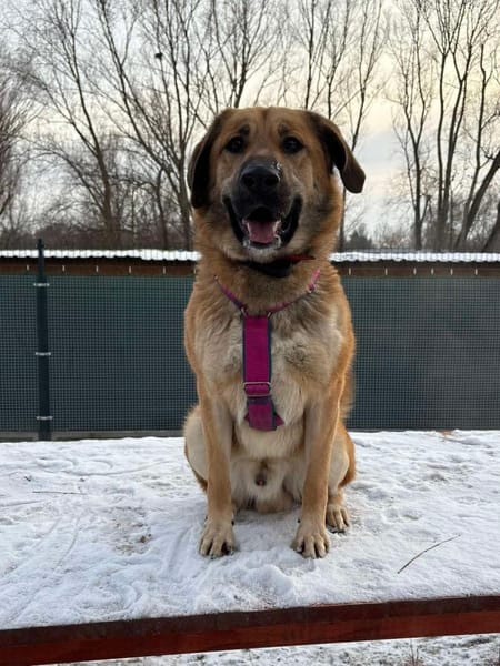 Pumba
