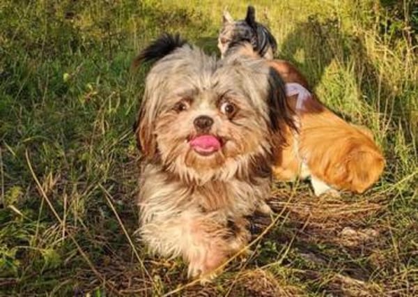 Rocky - Zuhause gesucht !