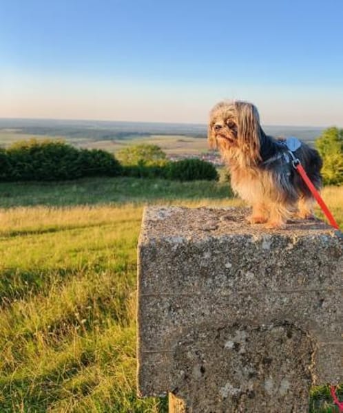 Rocky - Zuhause gesucht !