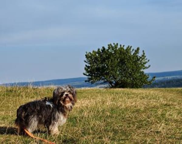 Rocky - Zuhause gesucht !