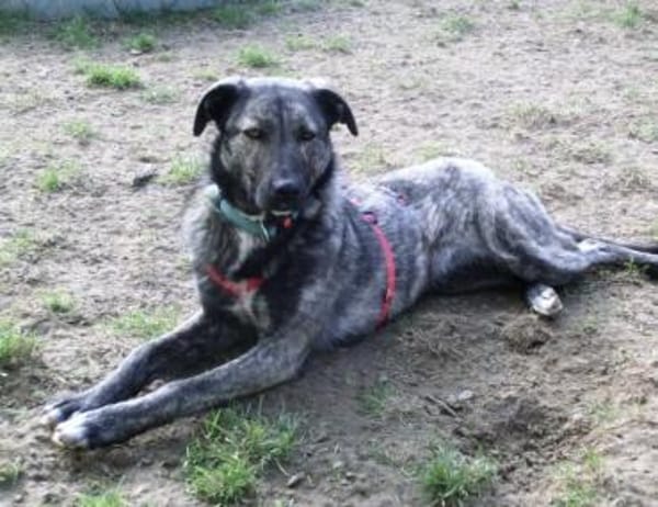 Rika, tolle Mädel sucht ihr Zuhause