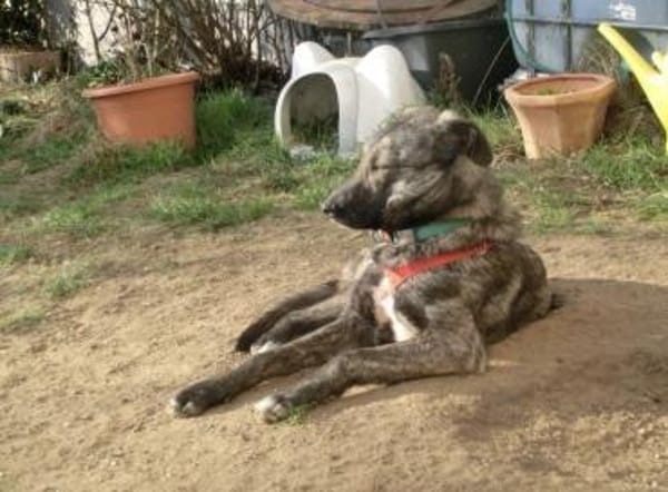 Rika, tolle Mädel sucht ihr Zuhause