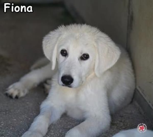 FIONA