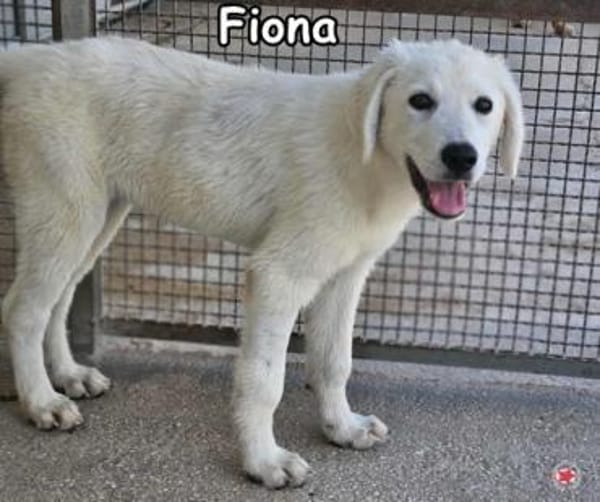 FIONA