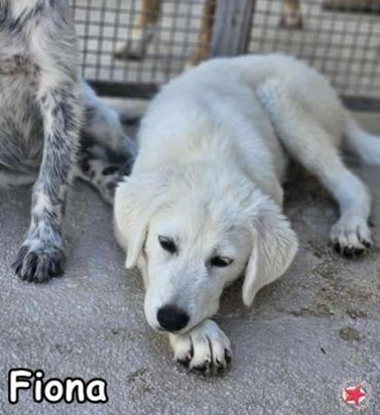 FIONA