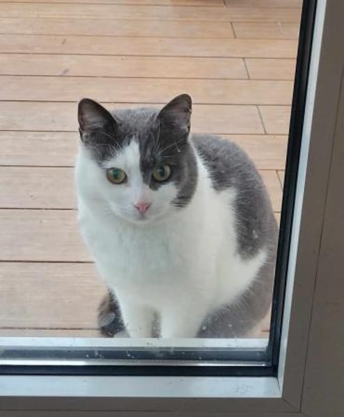 Flekica sucht ein Zuhause mit Freigang