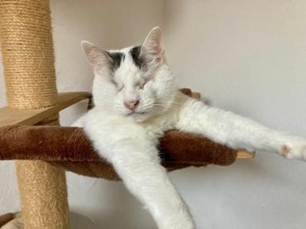 Kater Amiro liebt seine Menschen sehr