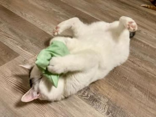 Kater Amiro liebt seine Menschen sehr