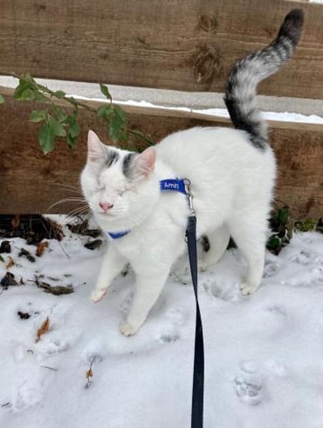 Kater Amiro liebt seine Menschen sehr
