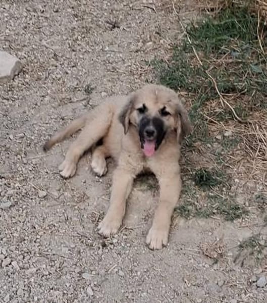 Rüde Momo sucht eine Familie