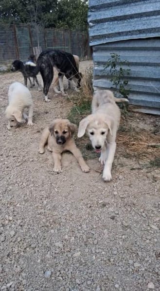 Rüde Momo sucht eine Familie