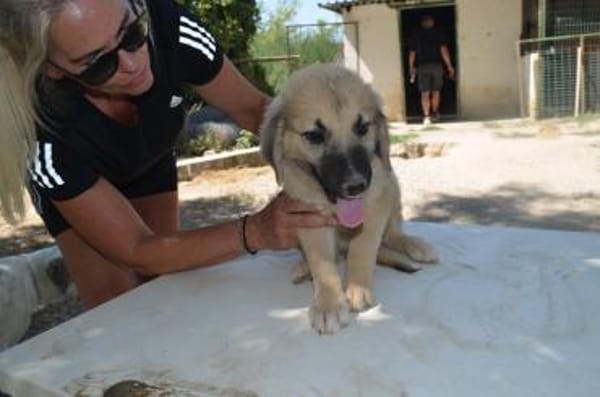 Rüde Momo sucht eine Familie