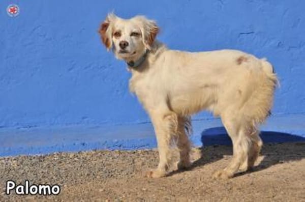 PALOMO