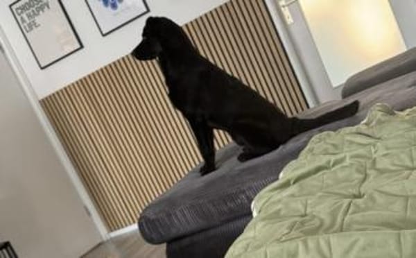 Ace sucht dringend ein Zuhause
