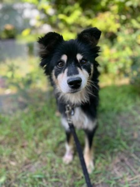 Cooper , ein freundlicher kleiner Hund