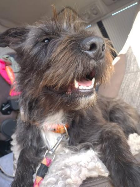 Nala